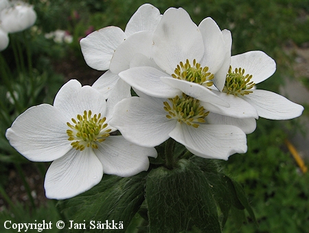 Anemone narcissiflora ssp. crinita